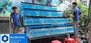 thi công hồ hải sản